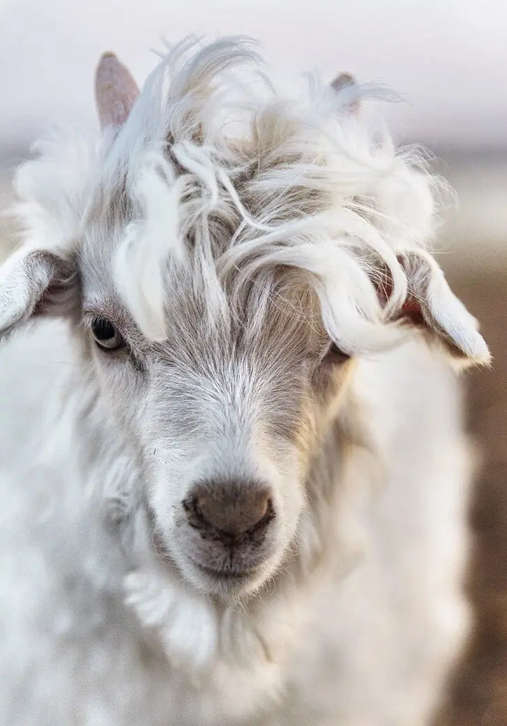 Why Are Cashmere Beanies Worth the Investment?