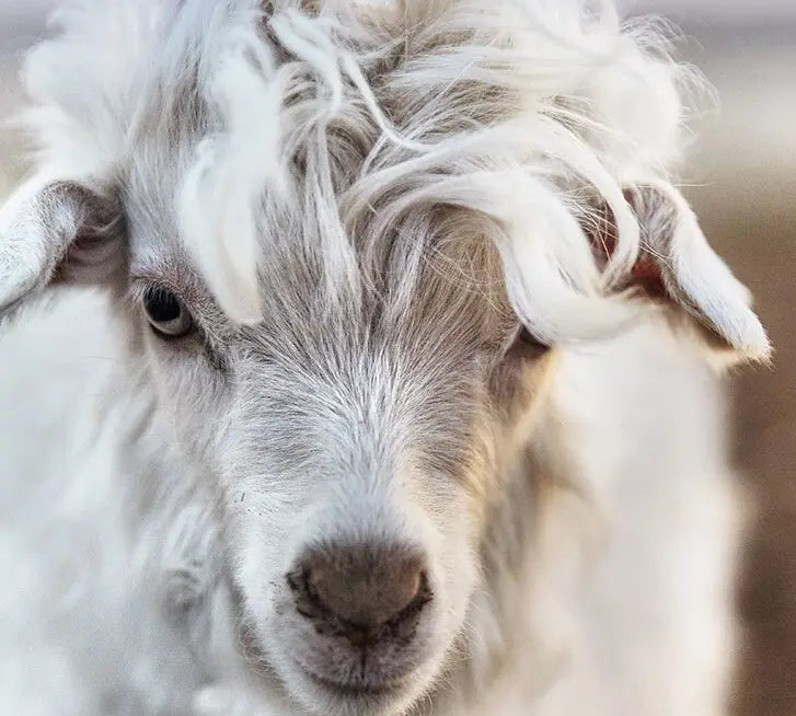 Why Are Cashmere Beanies Worth the Investment?